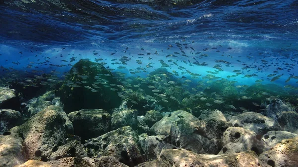 Mergulho Aquário Foto Subaquática Mergulho Nas Ilhas Canárias Oceano Atlântico — Fotografia de Stock