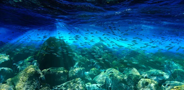 Подводное Плавание Аквариуме Подводное Фото Акваланга Канарских Островах Атлантическом Океане — стоковое фото