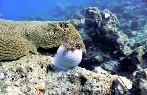 Onderwaterfoto Van Clownfish Bij Een Anemoon Van Een Duikvlucht Thailand — Stockfoto