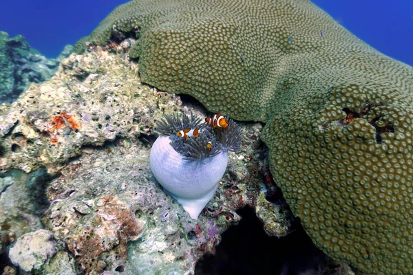 Foto Submarina Clownfish Una Anémona Desde Una Inmersión Tailandia —  Fotos de Stock