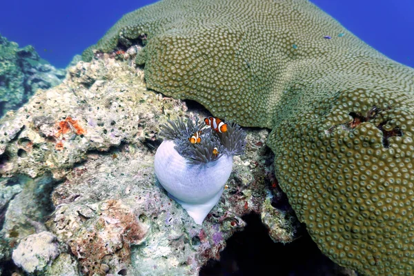 Foto Submarina Clownfish Una Anémona Desde Una Inmersión Tailandia —  Fotos de Stock