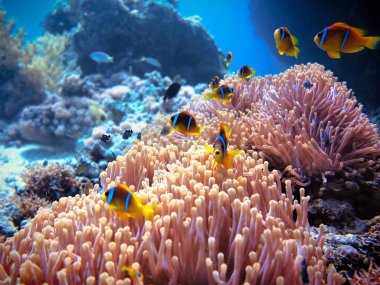 Mercan resifinde bir sürü palyaço balığı ve anemonun su altında çekilmiş güzel bir fotoğrafı. Mısır 'daki Kızıl Deniz' deki bir dalıştan.. 