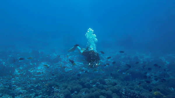 Foto Submarina Fotógrafo Desde Una Inmersión Tailandia — Foto de Stock