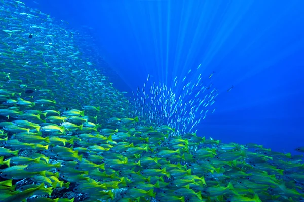 Unterwasserfoto Von Fischschwärmen Von Einem Tauchgang Thailand — Stockfoto