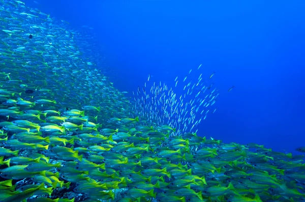 Onderwaterfoto Van Scholen Vissen Van Een Duikvlucht Thailand — Stockfoto