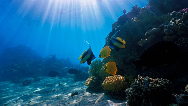 Foto Submarina Hermosos Arrecifes Coral Peces Tropicales Desde Buceo Mar —  Fotos de Stock