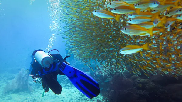 Scuba dalgıcı balık sürüleriyle yan yana yüzüyor. Sarı Snapper. Tayland 'daki bir dalgıçtan..