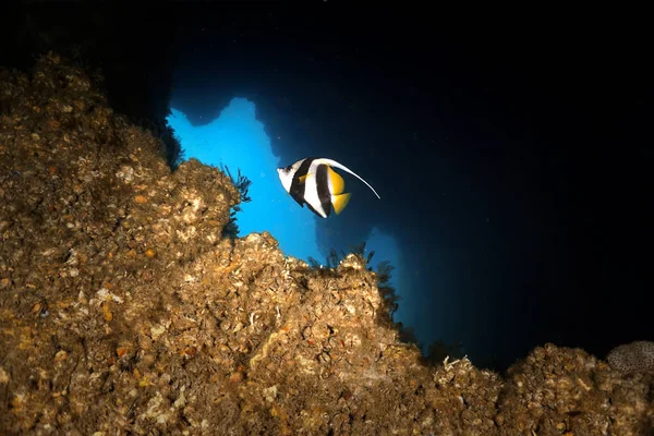 Beau Poisson Tropical Dans Une Grotte Une Plongée Thaïlande — Photo