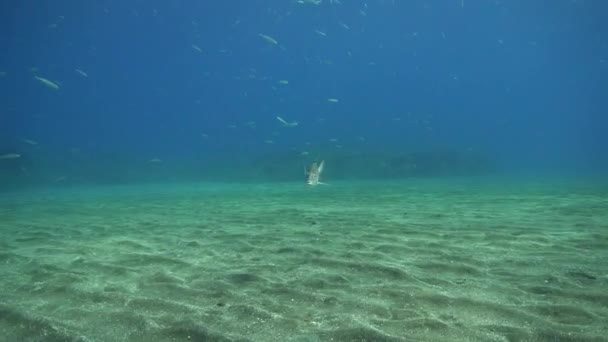 Clip Vidéo Sous Marin Jack Harceleur Poisson Poisson Daurade Une — Video