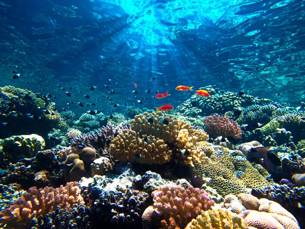 Foto Subacquea Bella Colorata Barriera Corallina Con Pesci Tropicali Immersione — Foto Stock