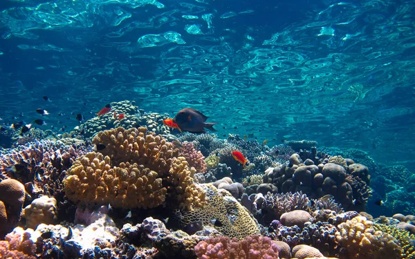 在水下拍摄美丽多彩的珊瑚礁与热带鱼的照片 从埃及红海的水肺潜水中 — 图库照片