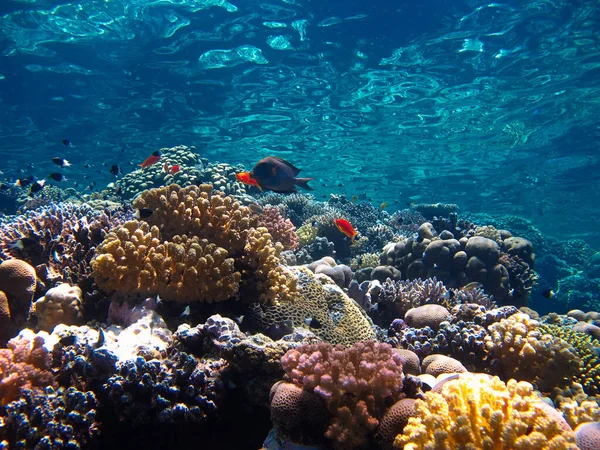 Photo Sous Marine Récifs Coralliens Magnifiques Colorés Avec Des Poissons — Photo