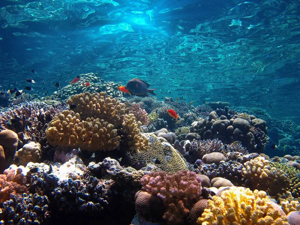 Photo Sous Marine Récifs Coralliens Magnifiques Colorés Avec Des Poissons — Photo