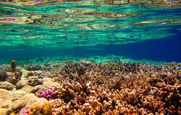 Foto Submarina Hermoso Colorido Arrecife Coral Con Peces Tropicales Desde — Foto de Stock