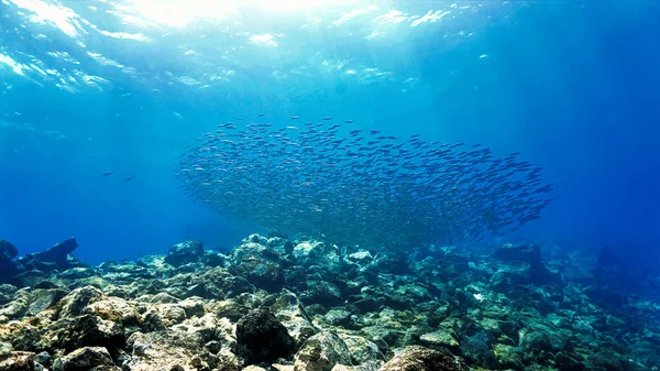 Красивая Подводная Фотография Стаи Мелких Рыбок Акваланга — стоковое фото