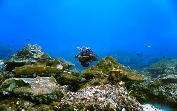 Underwater Photo Lion Fish Coral Reef Scuba Dive — Stock Photo, Image