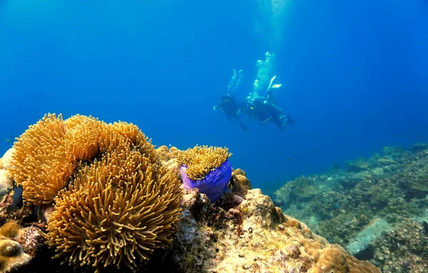Underwater Photo Anemones Scuba Divers Scuba Dive Thailand — Stock Photo, Image