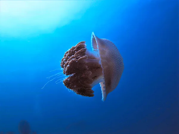 Foto Subacquea Una Bellissima Medusa Immersione Subacquea Thailandia — Foto Stock