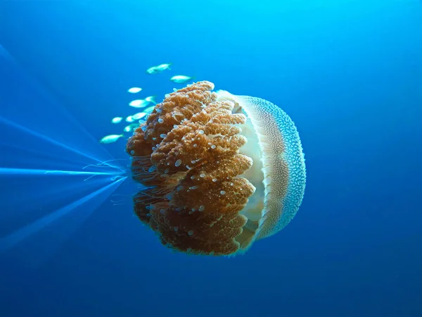 Güzel Bir Denizanasının Sualtı Fotoğrafı Tayland Daki Bir Dalıştan — Stok fotoğraf