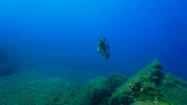 Foto Subaquática Peixe Titan Trigger Mergulho Nas Ilhas Canárias Espanha — Fotografia de Stock