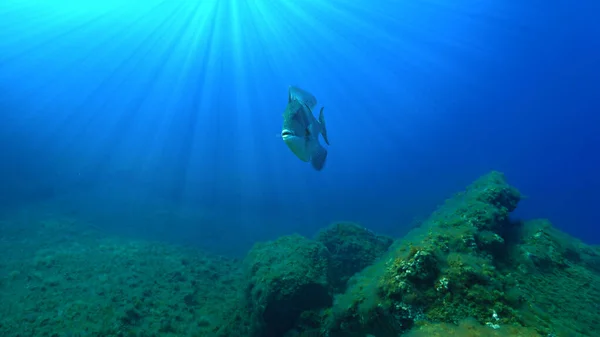 Foto Subaquática Peixe Titan Trigger Mergulho Nas Ilhas Canárias Espanha — Fotografia de Stock
