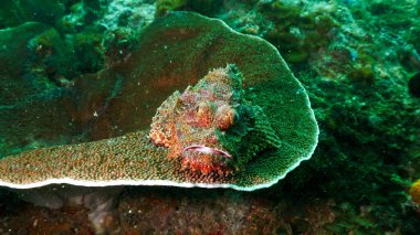 Bir akrep balığının sualtı fotoğrafı. Tayland 'daki bir dalıştan.. 