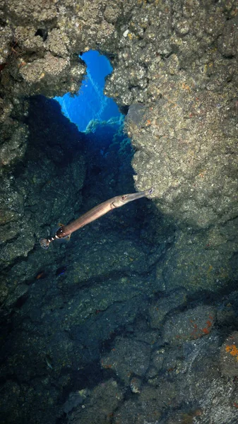 Foto Submarina Una Cueva Con Pez Trompeta Desde Una Inmersión —  Fotos de Stock