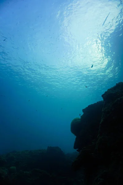 Подводное Фото Акваланга Берегов Острова Тенерифе Атлантическом Океане Канарские Острова — стоковое фото