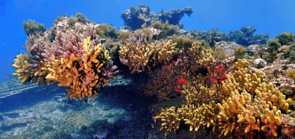 Nderwater Foto Hermoso Colorido Arrecife Coral Desde Buceo Las Islas — Foto de Stock