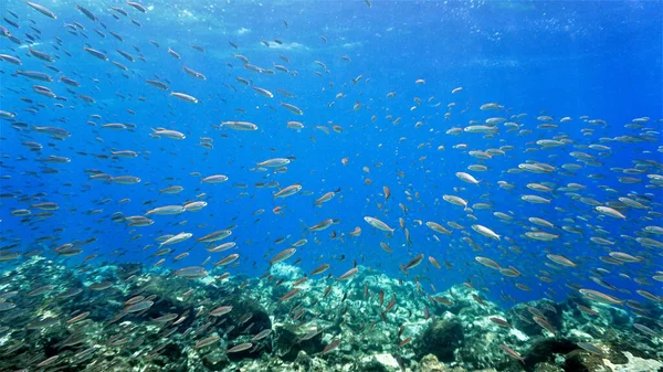 Podwodne Zdjęcie Uciekających Ryb Nurkowania Wybrzeży Wyspy Teneryfa Oceanie Atlantyckim — Zdjęcie stockowe