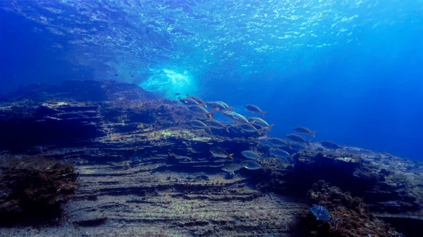 在大西洋的特内里费岛 加那利群岛 西班牙海岸外的一个水肺潜水的鱼群幻想中的水下景观 — 图库照片
