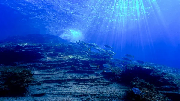 Paisagem Subaquática Fantasia Com Cardume Peixe Mergulho Largo Costa Ilha — Fotografia de Stock