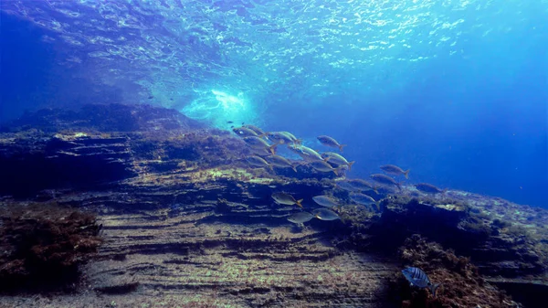 Paysage Sous Marin Fantastique Avec Haut Fond Poissons Une Plongée — Photo