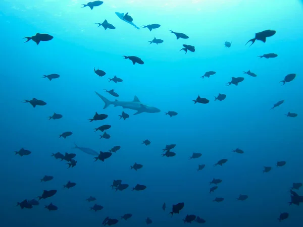 Foto Subaquática Papel Parede Tubarão Oceano Azul Profundo Mergulho Nas — Fotografia de Stock