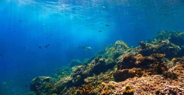 Sığ tropikal sularda sualtı fotoğrafçılığı. Güneş ışığında Blacktip resif köpekbalığı. Tayland 'daki Koh Lanta adası açıklarında.. 