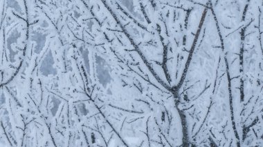 Karlı kış nehri ve kar ağacı