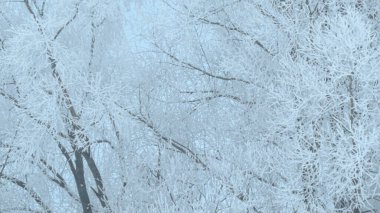 Karlı kış nehri ve kar ağacı