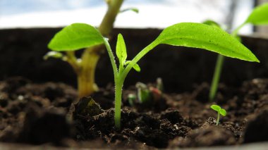Topraktaki turpun yeşil filizini çiğ damlaları kaplıyor..