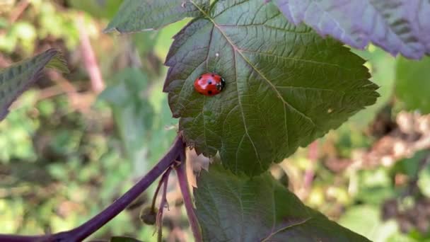 Ladybug Raspberry Leaf — Stock Video