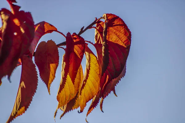 Kolorowe Jesienne Liście Słoneczny Dzień Angielskim Parku — Zdjęcie stockowe