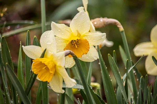 Schöne Frühlingsnarzisse Vor Verschwommenem Hintergrund Einem Park Wolverhampton West Midlands — Stockfoto