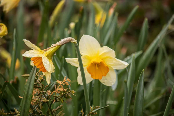 Schöne Frühlingsnarzisse Vor Verschwommenem Hintergrund Einem Park Wolverhampton West Midlands — Stockfoto