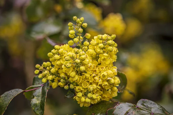 Belles Fleurs Printanières Sur Fond Flou Dans Parc Wolverhampton West — Photo