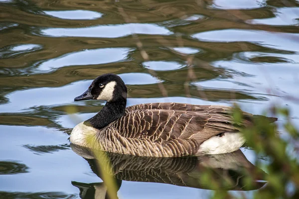 Ducks Blurred Background Park Wolverhampton West Midlands England — Stock Photo, Image