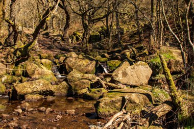 Padley-Peak Bölgesi Ulusal Parkı, Derbyshire, İngiltere. Taşların üzerinde yeşil yosun.