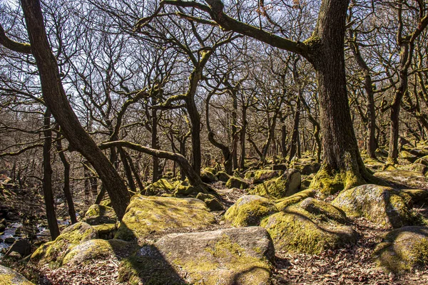 Gorge Nel Padley Peak District National Park Derbyshire Inghilterra Muschio — Foto Stock