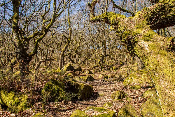 Gorge Nel Padley Peak District National Park Derbyshire Inghilterra Muschio — Foto Stock