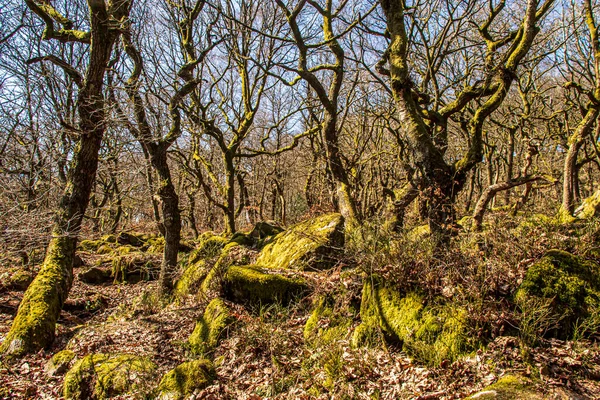 Ущелье Национальном Парке Пэдли Пик Дистрикт Дербишир Англия Зеленый Мох — стоковое фото