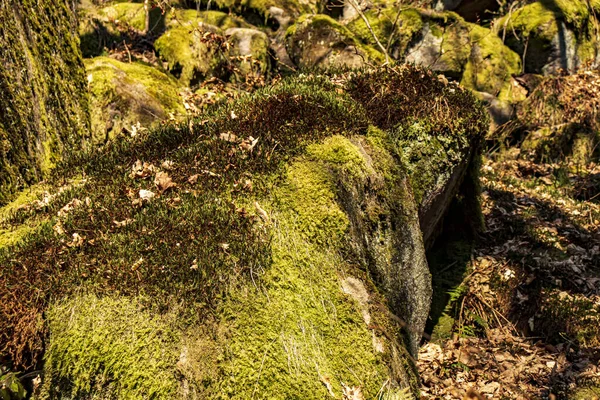 Ущелье Национальном Парке Пэдли Пик Дистрикт Дербишир Англия Фото Сделано — стоковое фото
