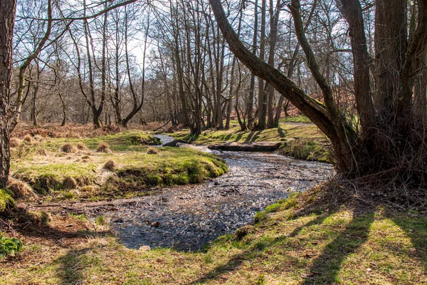 Cannock Chase Stepping Stones, England - Beautiful view with trees on a sunny April day